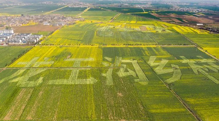 2020首届龙王沟万亩油菜花乡村旅游节正式启动_宝丰县委