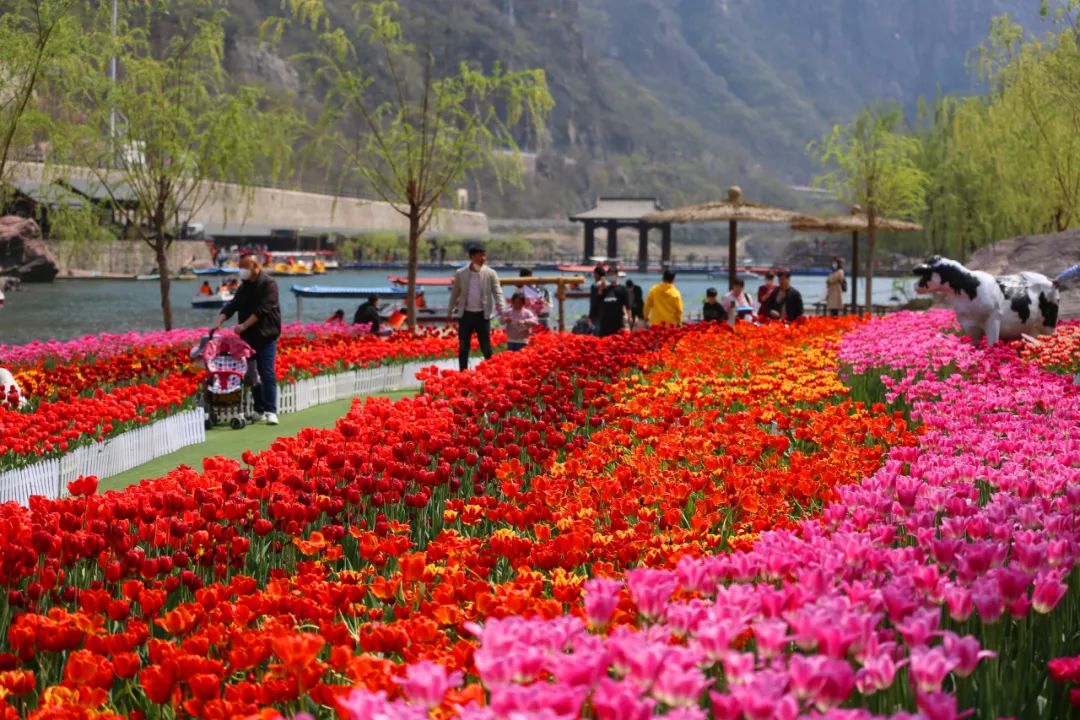【春醒郊游】赏花海,觅春光,散心透气在宝泉!