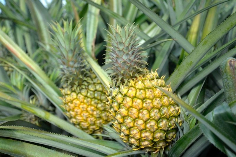 充99元看10次电影 送9斤巴厘菠萝!