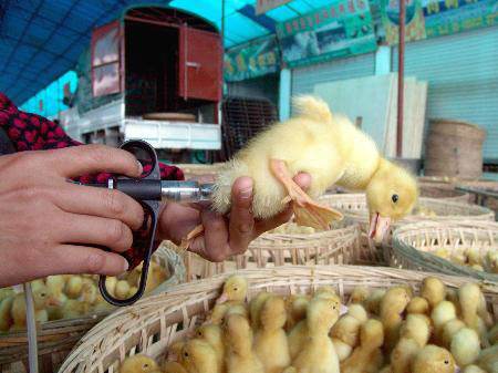 原创养鹅育雏期是小鹅最容易发生死亡的阶段该如何预防呢