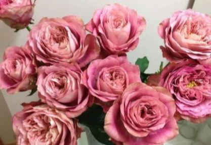 林家讲堂月季品种及品种创新第二期下