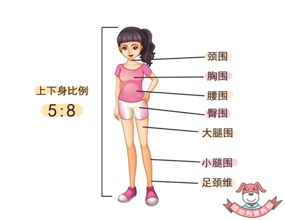 臀围较胸围大4cm;大腿围比腰围小10cm;小腿围比大腿围小20cm;足颈围