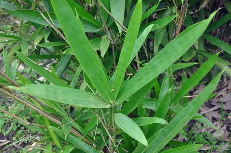 苲草在又被称为金鱼草,是一簇簇的丛生植物,叶子似柳树叶,茎杆细长