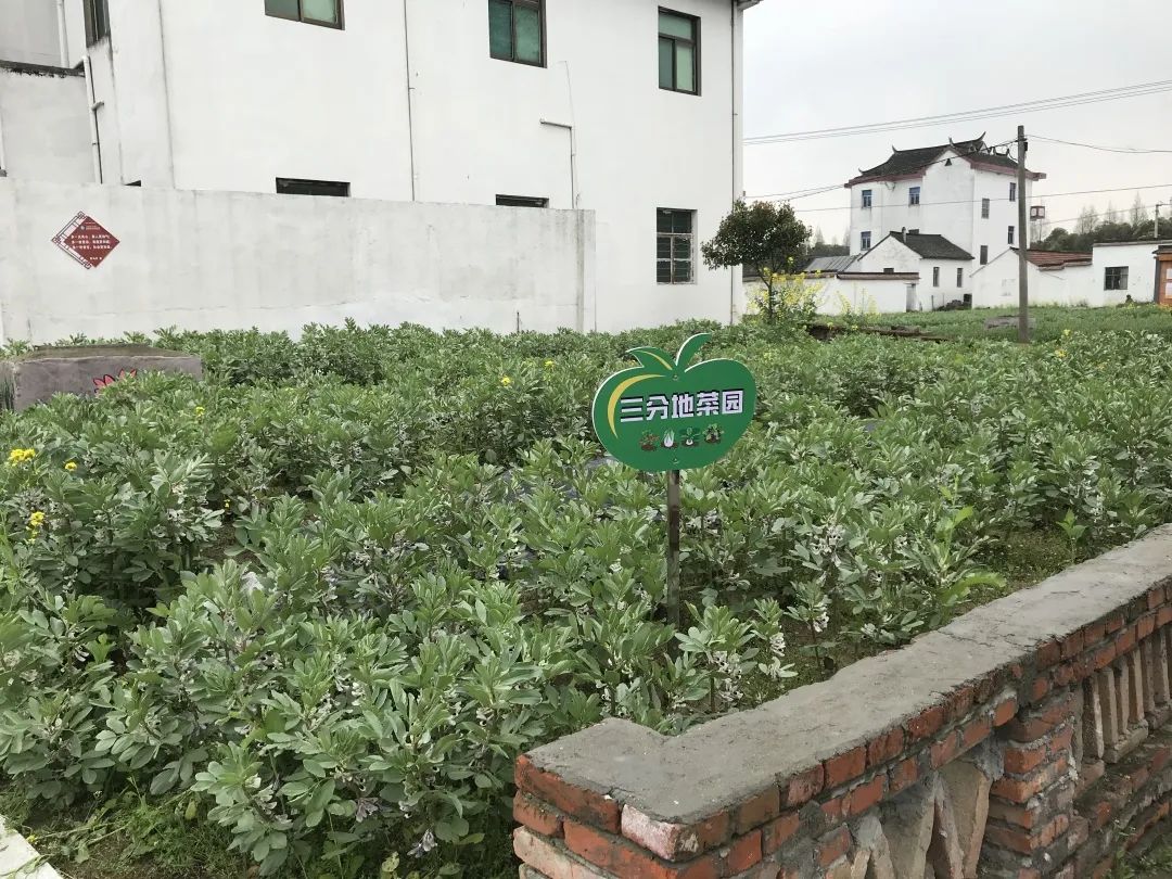 风景三棵树微果园两分地微菜园一平米微花园在这个春天清洁家园正当时