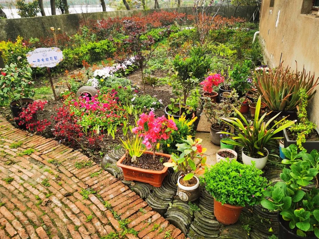 一平米微花园成为曹桥农户庭院里的别样风景三棵树微果园两分地微菜园