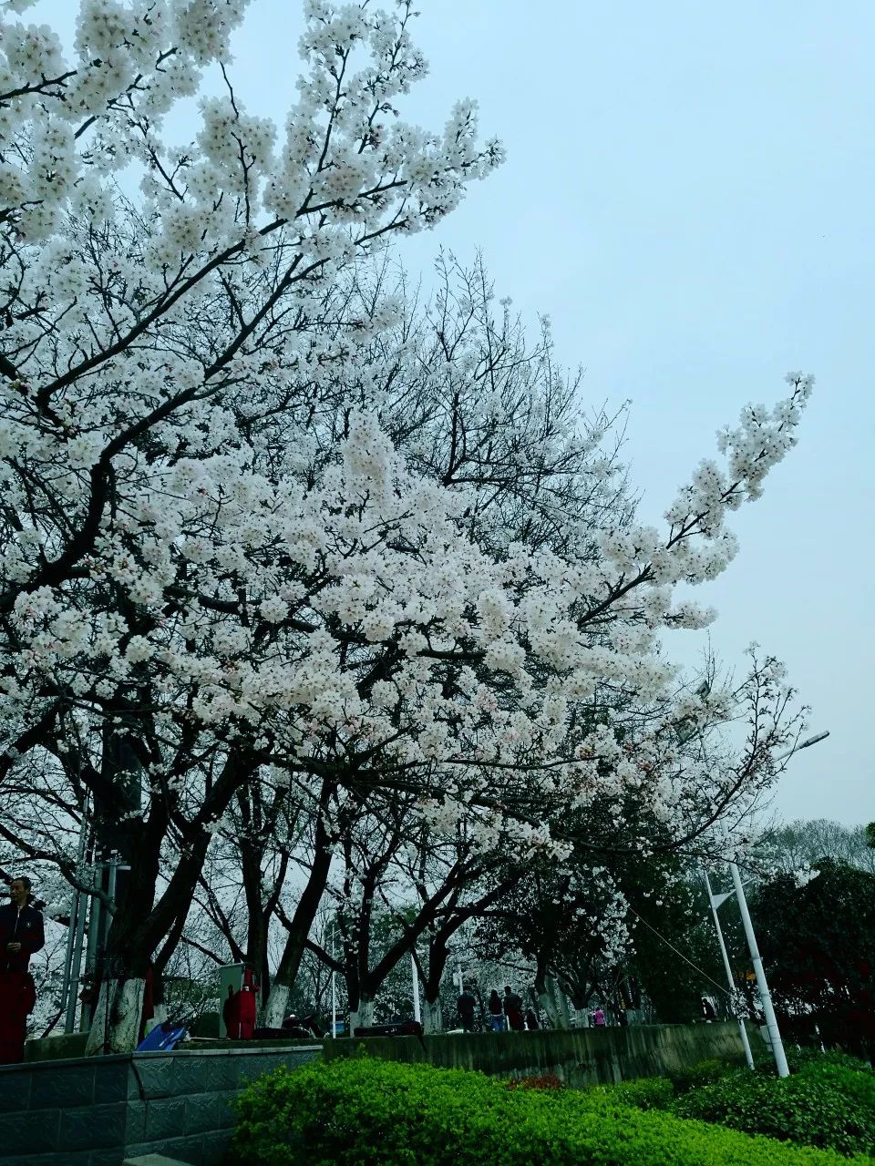 航拍黄冈樱花大道龙王山樱花盛开美翻整个春天