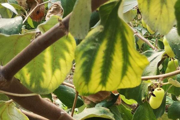 青枣的叶片出现网纹状黄化多半是缺这个营养三措施可以补回来