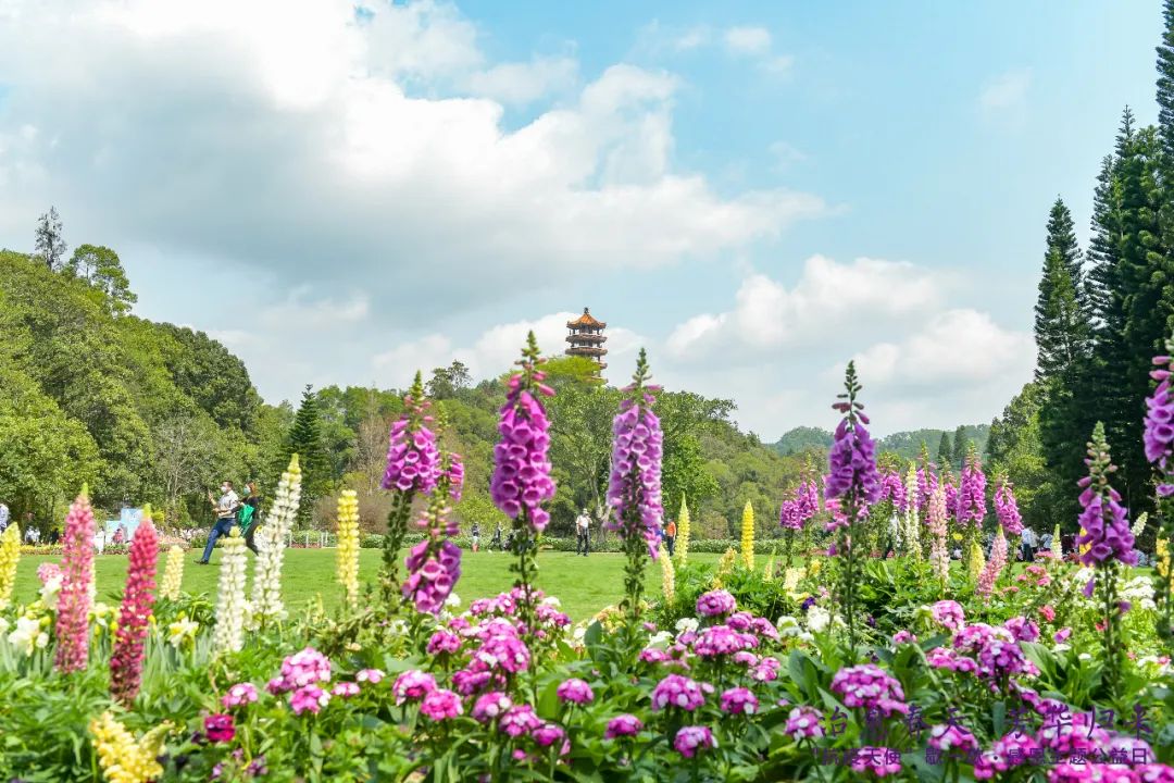 仙湖植物园 开放图片