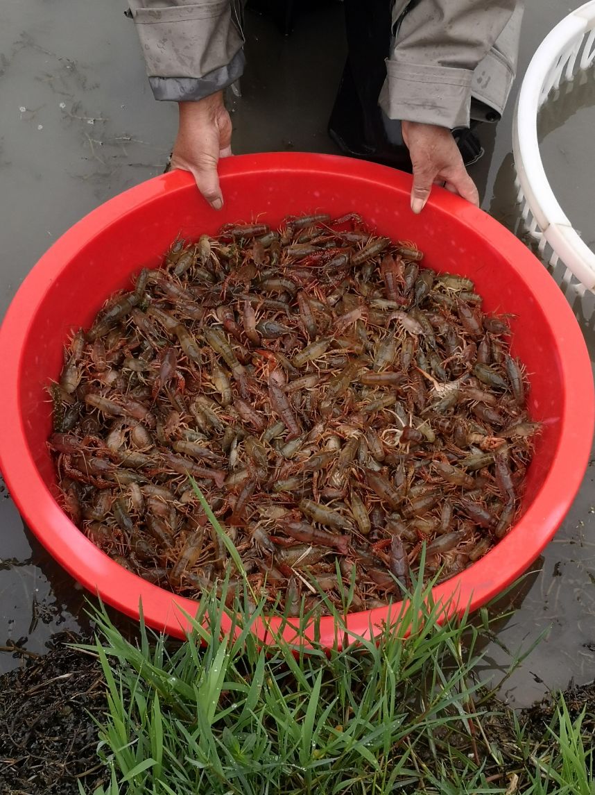 湖北小龍蝦養殖戶:隔離兩個月,價格跌一半,千畝小龍蝦發愁賣