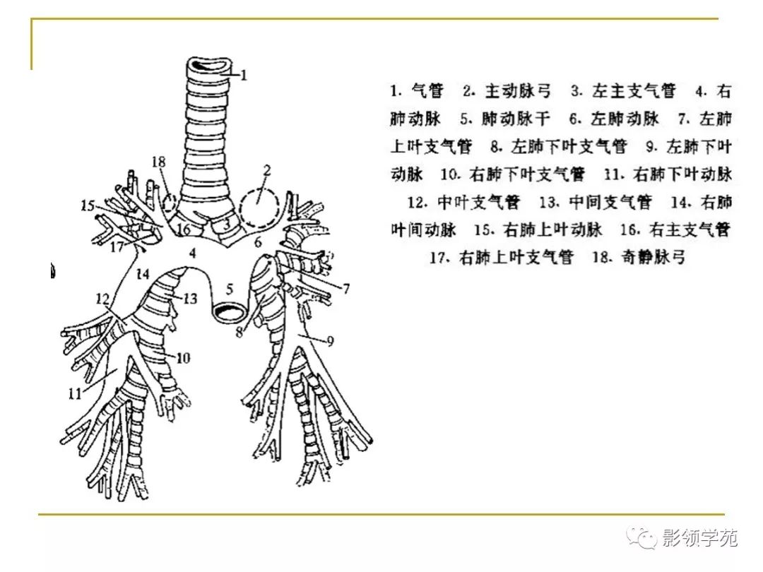 肺段与肺内管道应用解剖_支气管