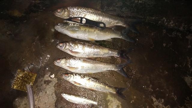 且永不退色,這才是真正的紅眼鱒魚,以前別人釣到土鯪和麥鯪的時候