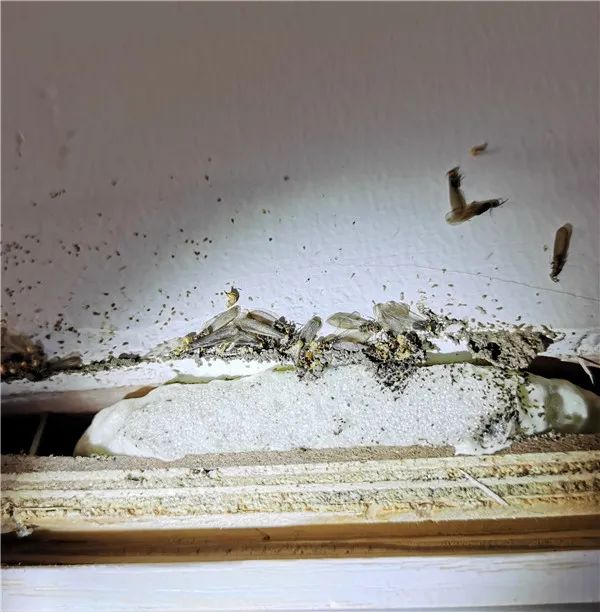 家中出现白蚁如何消灭图片