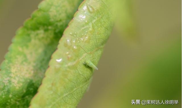 桃园花期就出现的小害虫,虽小但为害可不小,什么虫怎办呢