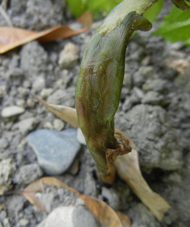 魔芋软腐病防大于治怎么防这里有一套魔芋软腐病周年用药方案