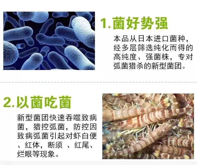 介紹廣州順洲生物科技有限公司研發的獵狐英雄蛭弧菌凍乾粉引進了日本