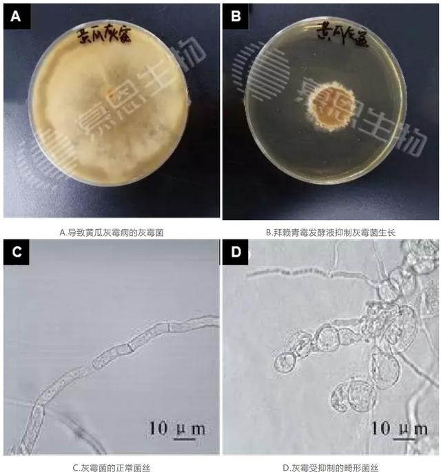 从而抑制病原菌的生长,对尖孢镰刀菌(枯萎病),大丽轮枝菌(黄萎病)