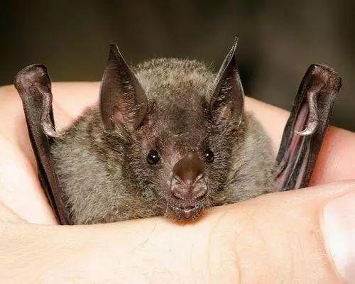 2003年sars疫情的病毒被证明来自菊头蝠,有人食用了中间宿主果子狸后