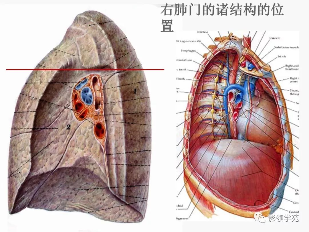 肺段與肺內管道應用解剖_支氣管