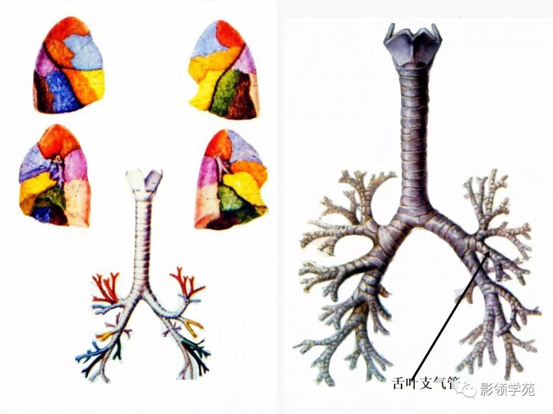 肺段與肺內管道應用解剖_支氣管
