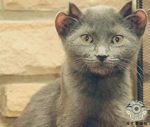 直击日本福岛核泄漏后的场景空荡荡如鬼城图四是变异的猫