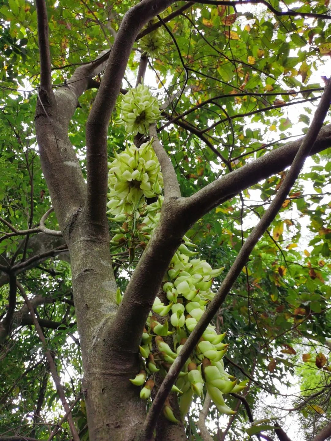 種子含澱粉有毒不宜食用禾雀花的學名是白花油麻藤mucuna birdwoo