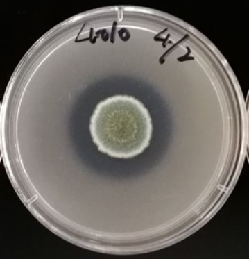 这个菌就是,微生物菌剂界的"全能选手"——拜赖青霉菌.