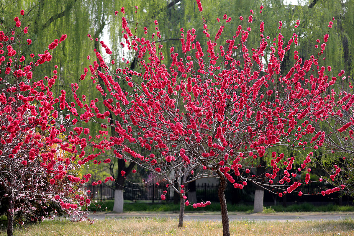 红碧桃——春天里的一片喜庆
