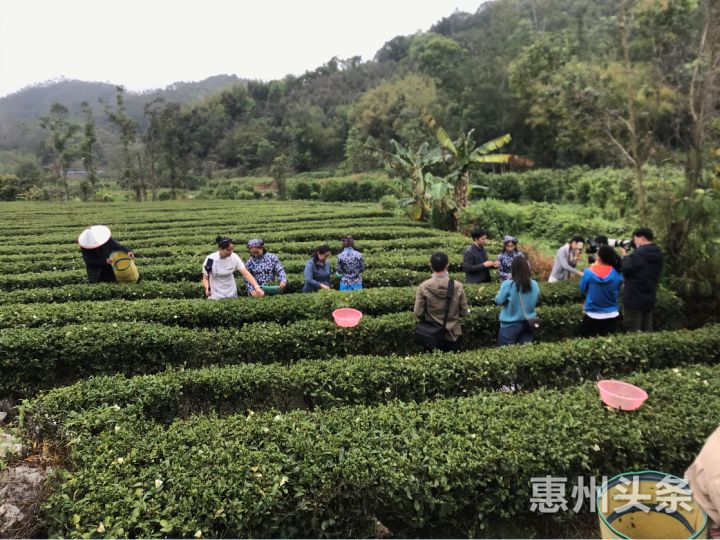 惠州惠阳淡水品茶图片