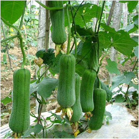 翡翠一号丝瓜种子 肉厚抗病水瓜种子_栽培