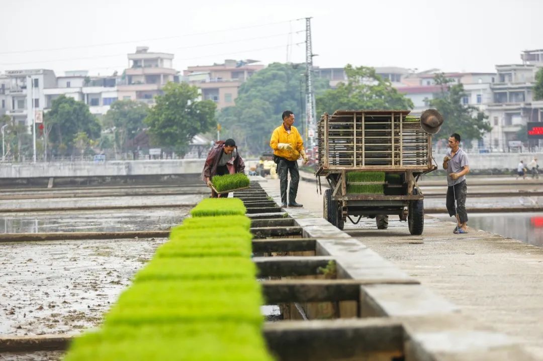 奏响春耕交响乐东城周屋原来是这样插秧的