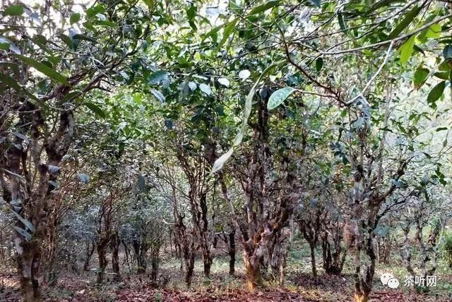 雲南普洱茶各大名山頭茶葉口感特徵大彙集