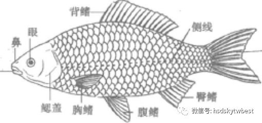 當生物狗走進廚房一紅燒魚