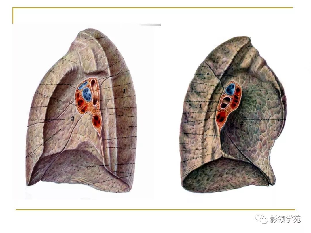 肺段與肺內管道應用解剖