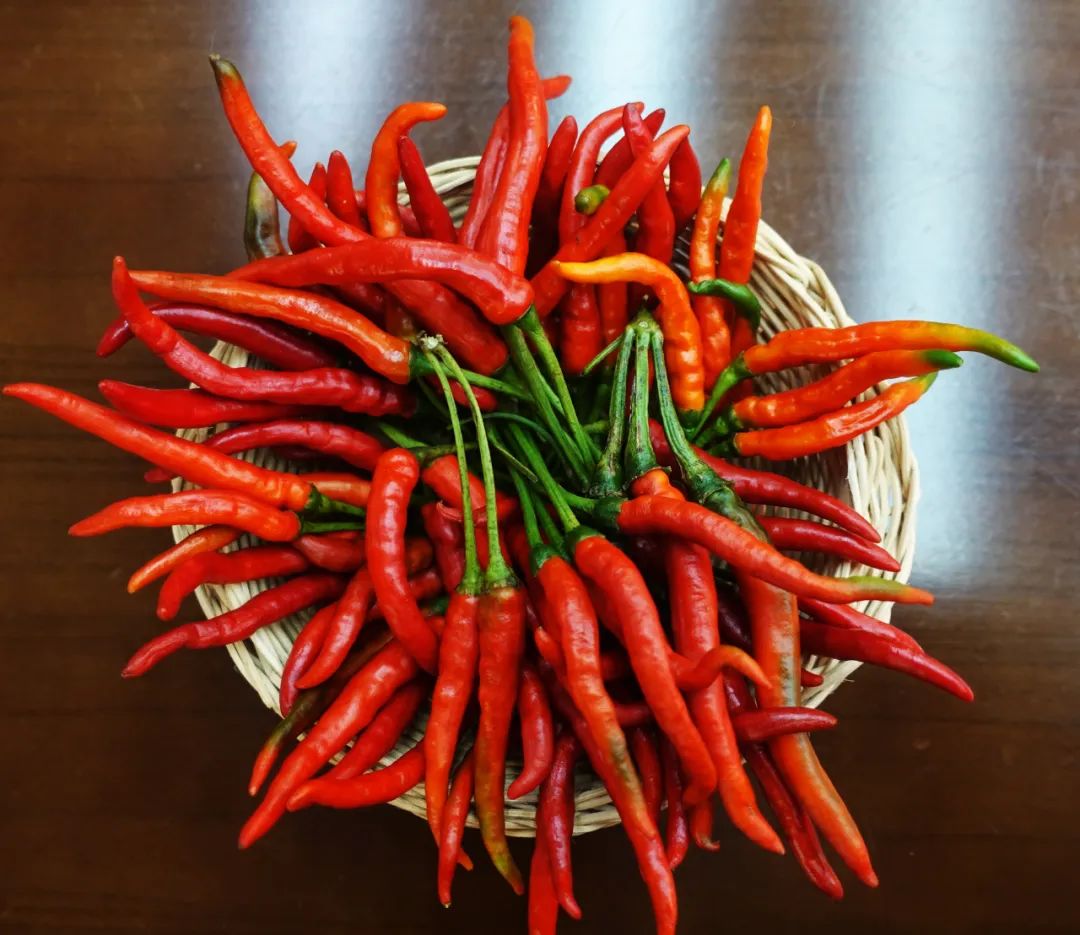 郴州市接待服务中心推荐:国家地理标志农产品"桂阳五爪辣"_辣椒