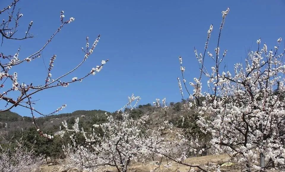 宁阳葛石蟠龙山图片