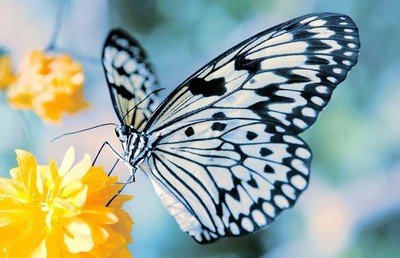 “庄周梦蝶”是怎样一个故事,庄子为何会有这么古怪的想法?_蝴蝶