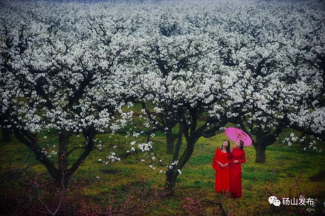 2021年树山梨花节图片