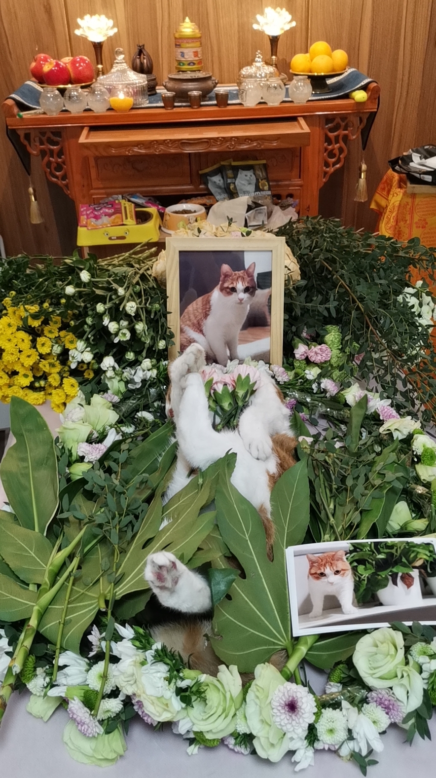 北京原来也有这么温情的宠物殡葬服务机构之翡翠森林宠物火化