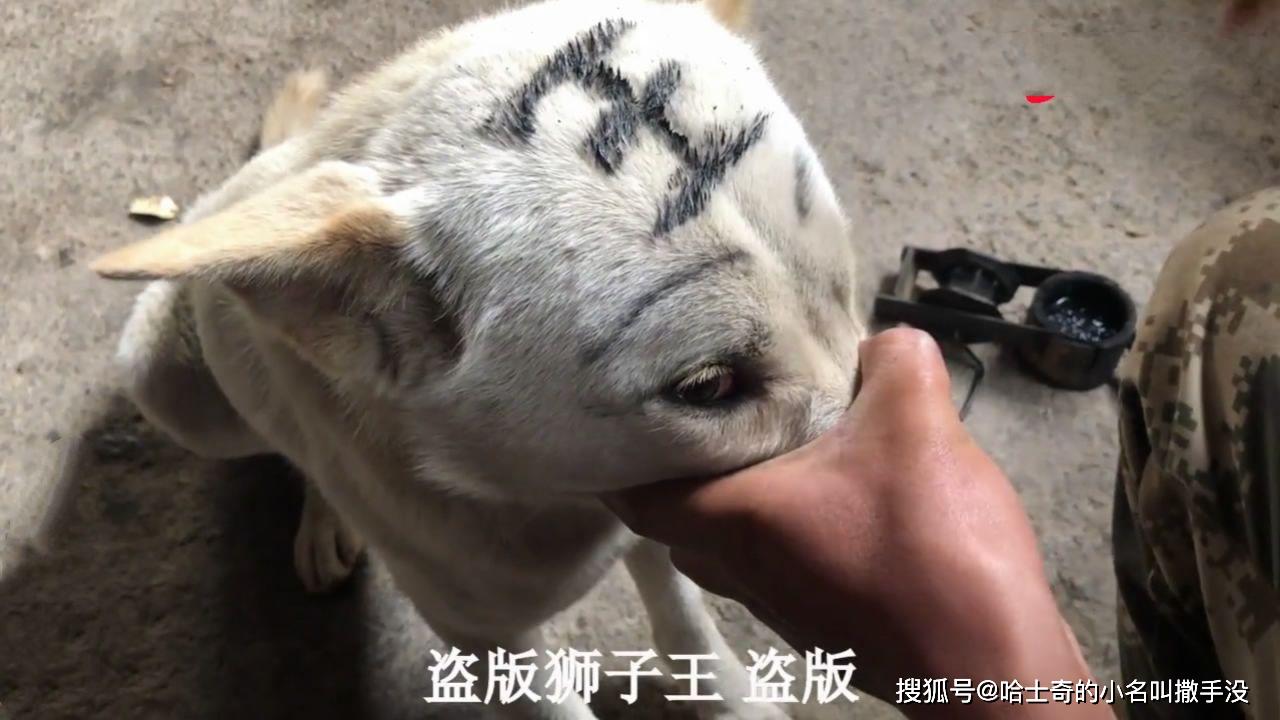 给土狗头上画了个王字狗都嫌丑夸它帅才同意