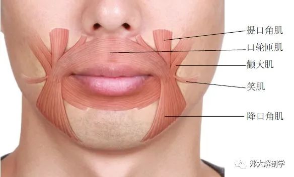 口角下垂解剖学分析降口角肌呈三角形,起自下颌骨斜线,其肌纤维向降