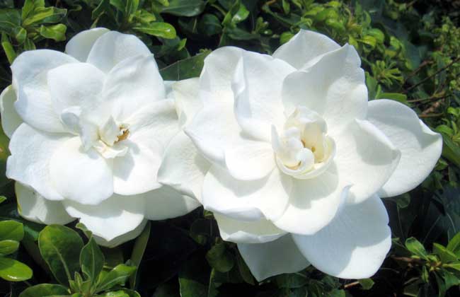 还记得小时候的栀子花吗关于栀子花的秘密等你来揭晓