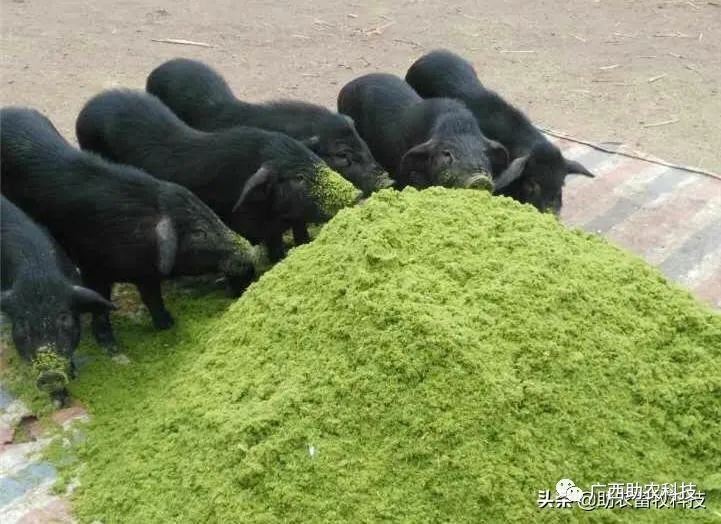 把牧草——新型皇竹草在猪场中的运用效益显著①创业养殖场先种好牧草