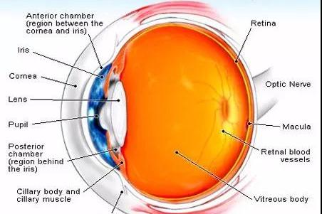 人的眼球怎么画图片