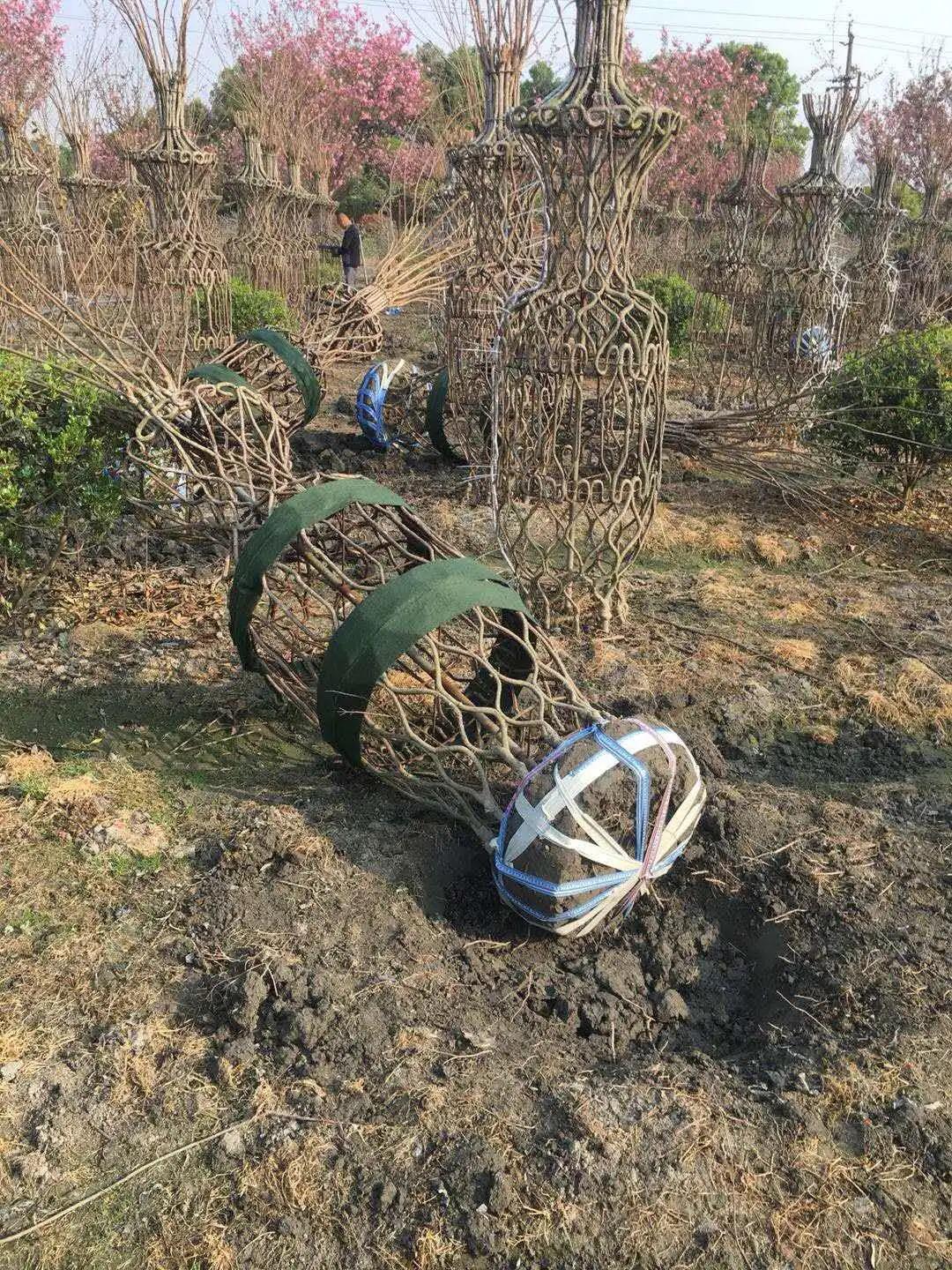 苗木土球这样起,移栽成活率提高一倍!