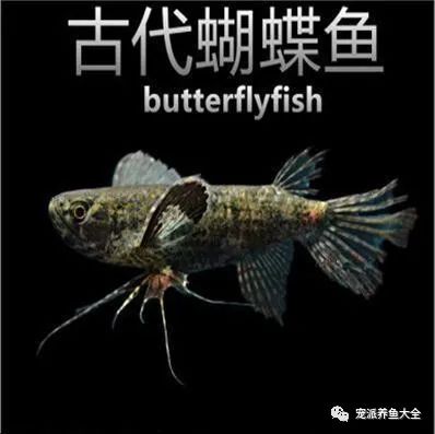 每日一鱼古代蝴蝶鱼翼状胸鳍可滑翔于水面