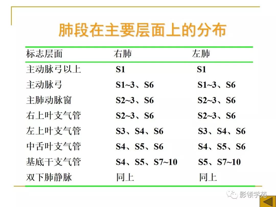 肺段與肺內管道應用解剖