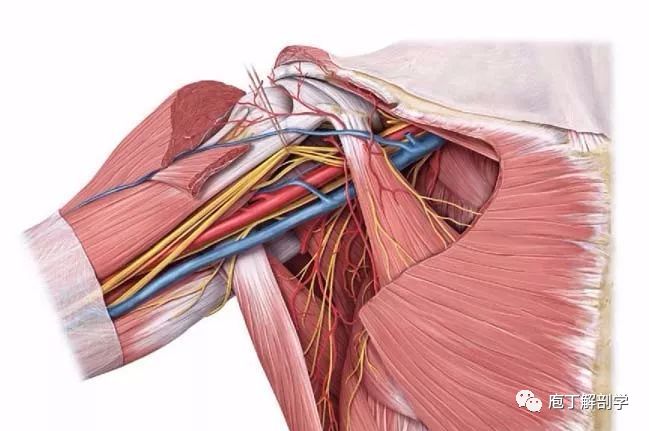 腋下肌肉图解图片