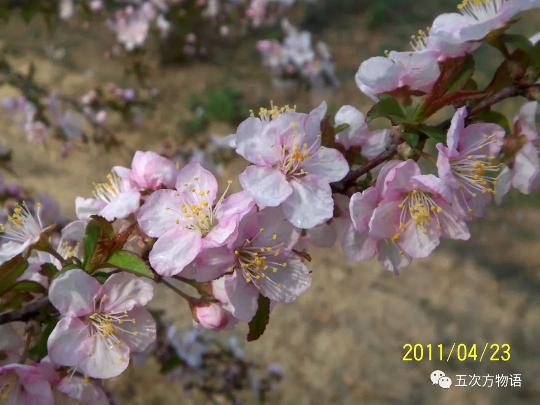 樱属四小妹:郁李,麦李,欧李和毛樱桃