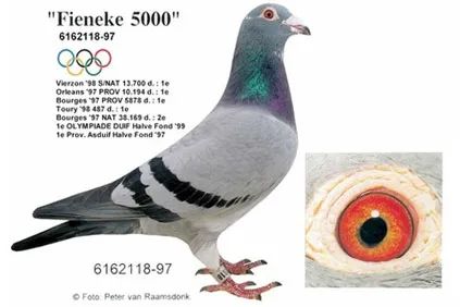 17年前7岁的芬尼卡5000身价就高达百万