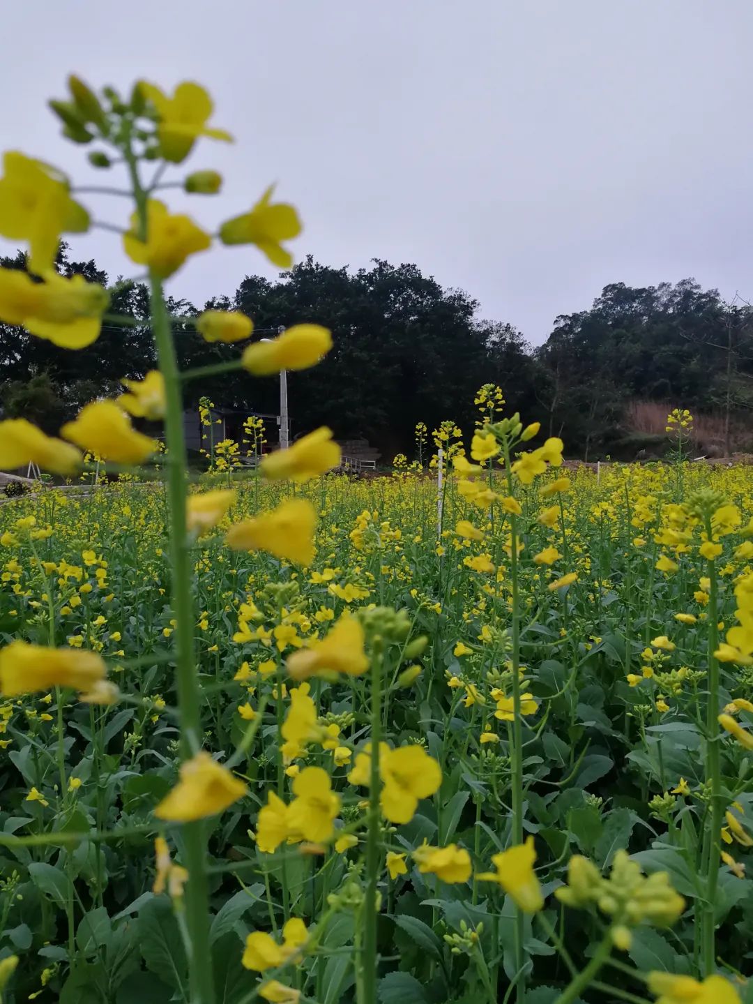 从化吕田鱼洞村油菜花图片